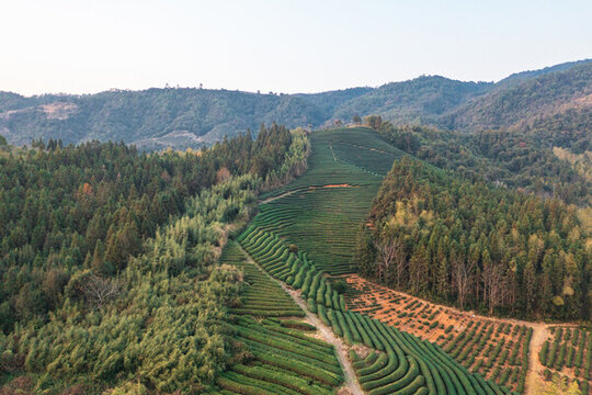 茶園航拍田園風(fēng)光