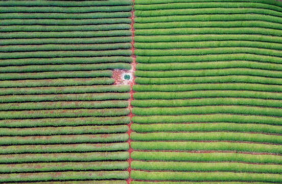 茶園航拍田園風(fēng)光