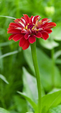 百日菊