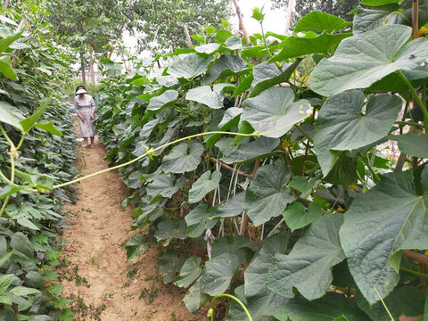 黃瓜架