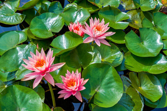 睡蓮花開