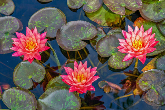 紅蓮花