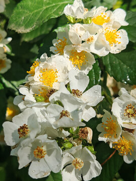 薔薇花