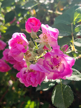 薔薇花