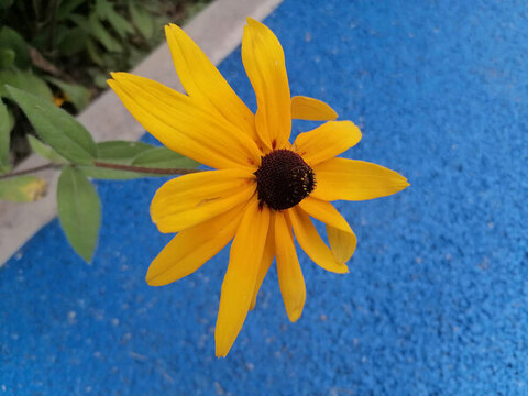 黑心金光菊