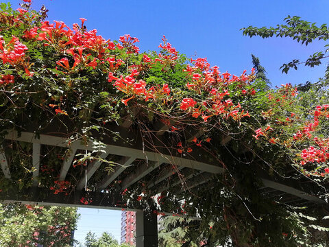 凌霄花