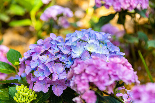繡球花
