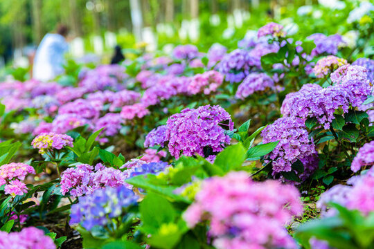 繡球花