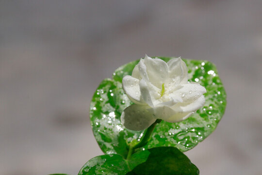 茉莉花