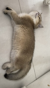 貓