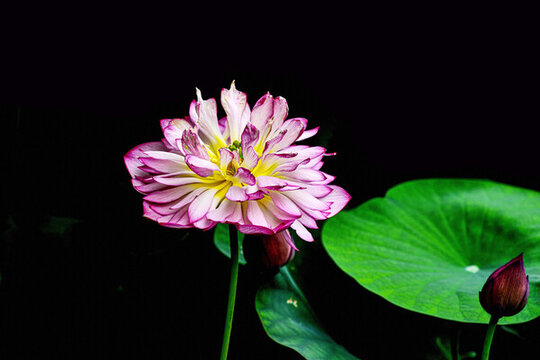 蓮花