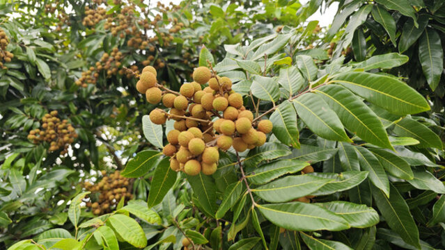 桂圓果樹(shù)
