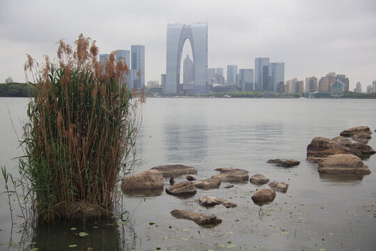 金雞湖風(fēng)光