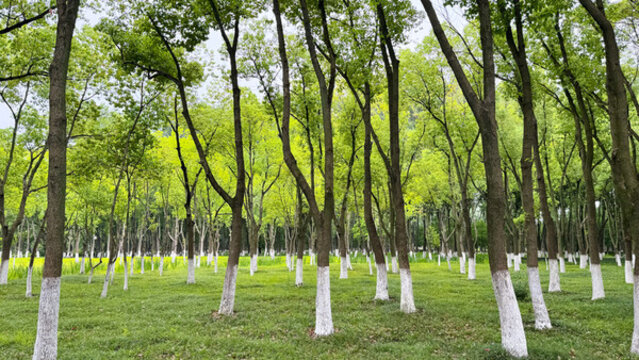 樹(shù)林