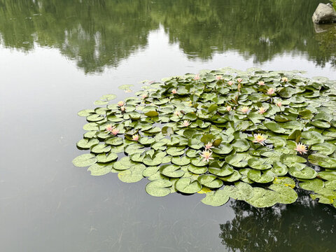 池塘荷葉