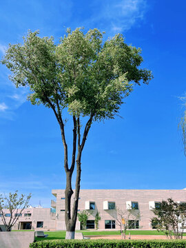 一棵樹