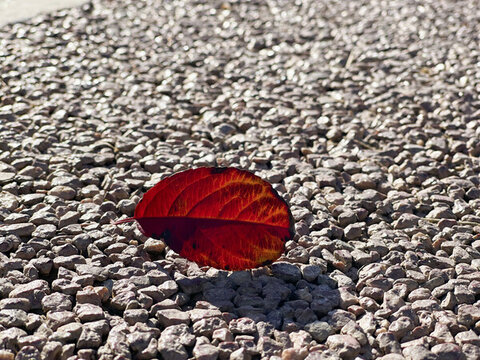 紅葉
