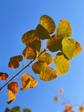 紅葉