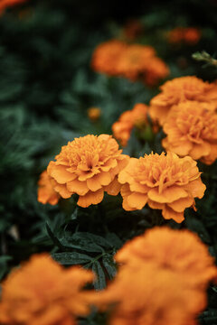 萬壽菊
