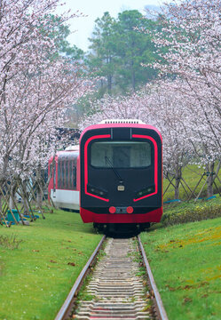 花海中的觀光小火車