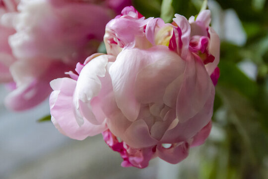 粉色芍藥花