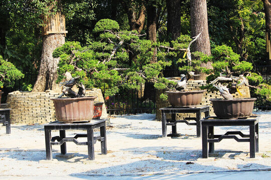 廣東佛山陳村花卉世界的花卉