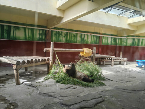 杭州野生動(dòng)物園大熊貓