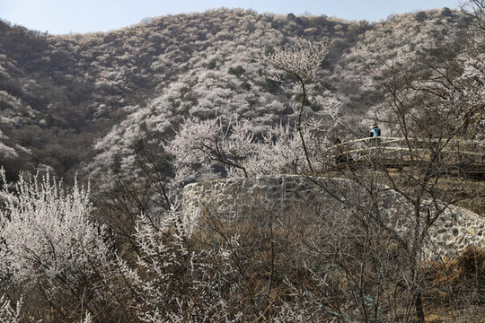 北京延壽鎮(zhèn)步道桃花