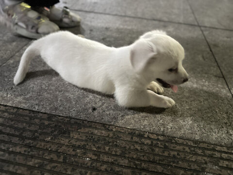 小狗