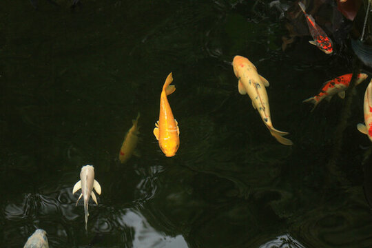金色鯉魚