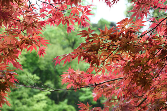 紅楓