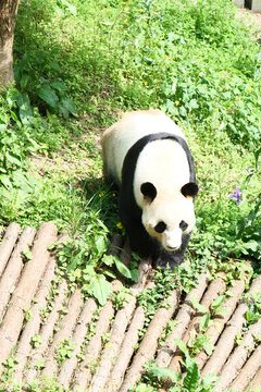 貴州黔靈山動(dòng)物園熊貓