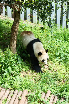 貴州黔靈山動(dòng)物園熊貓