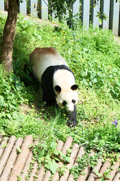 貴州黔靈山動(dòng)物園熊貓