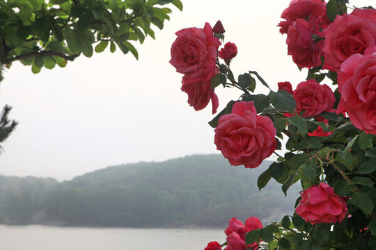 月季花
