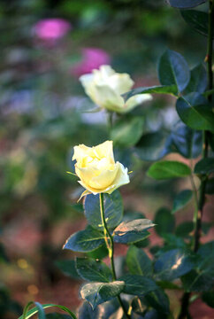 月季花