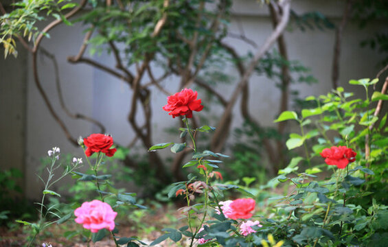 月季花