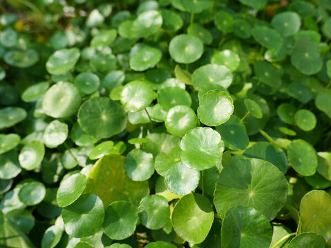 陽(yáng)光下的銅錢草金錢草