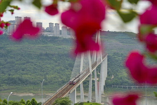 軌道列車(chē)與花海同框