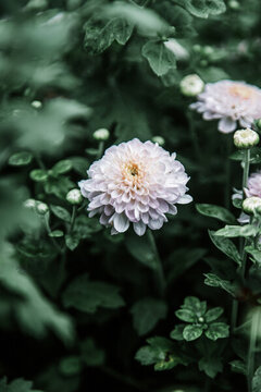 菊花
