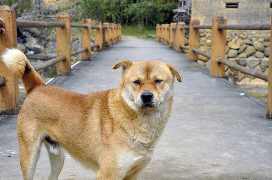 田園犬