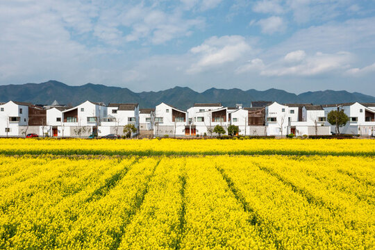 杭州富陽東梓關(guān)油菜花和民居風(fēng)光