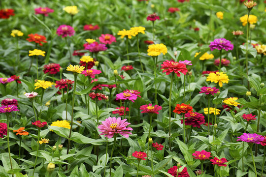 魚尾菊花