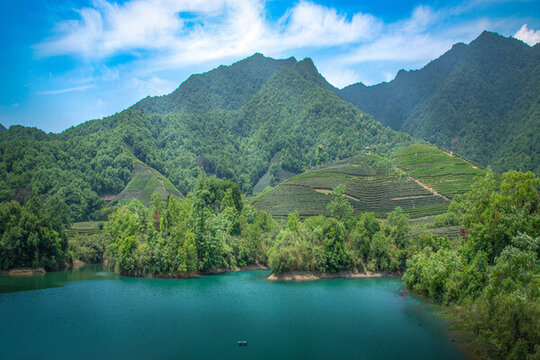 杭州龍塢茶園
