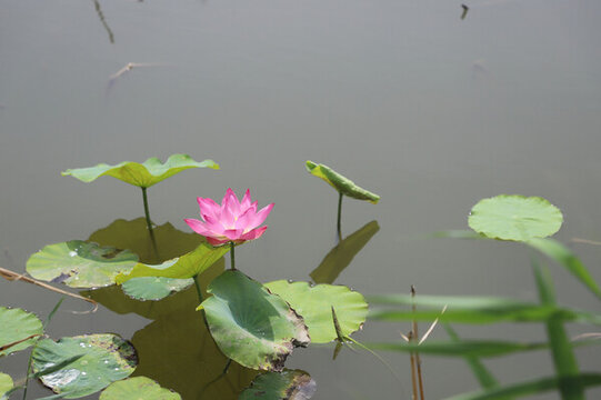 蓮花