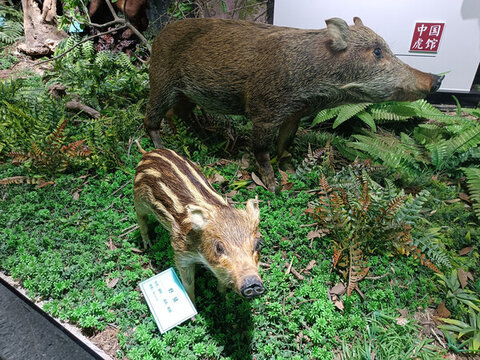 野豬
