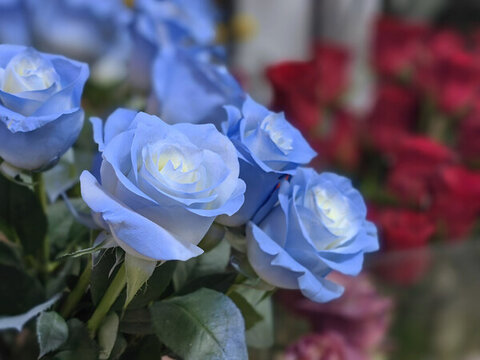 藍(lán)色玫瑰花特寫(xiě)