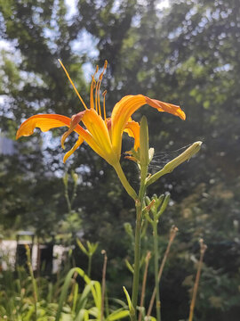 一枝萱草花