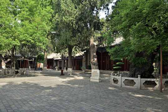 河北省定州市文廟東坡雙槐