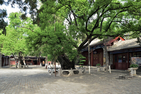 河北省定州市文廟東坡雙槐
